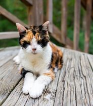 What is Radioiodine Therapy in Cats, and is it Safe?