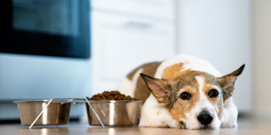 Dog lying next to food bowl