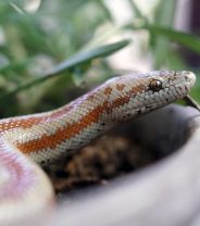 10 things to think about before buying a pet snake