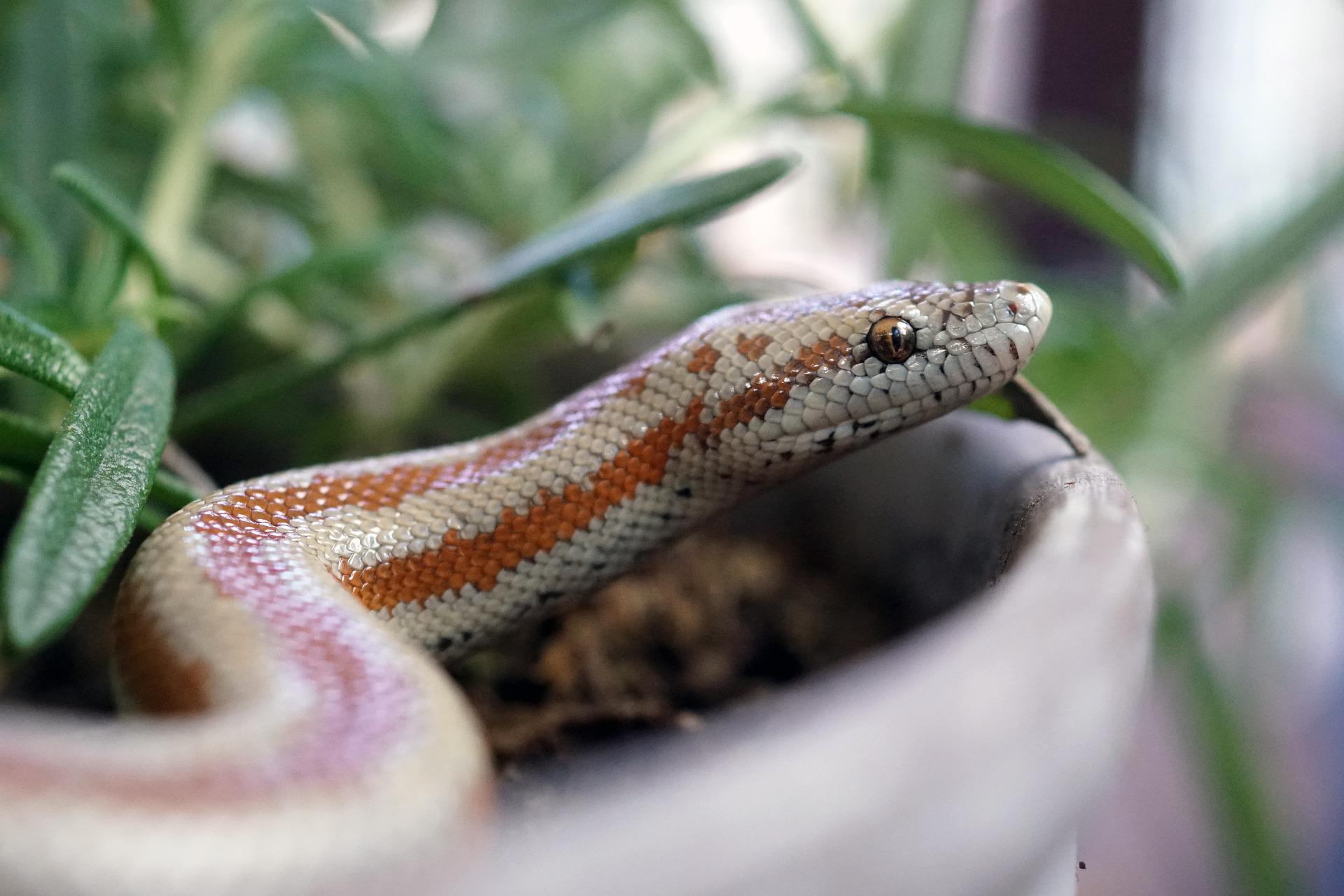 10 Things to Consider Before Getting a Pet Snake