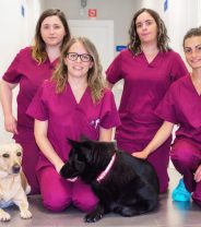 Vet practices host students from Britain’s newest vet school
