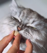 Do vets use nutritional supplements for their own cats?