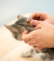 Is spot-on or tablet better for flea treatment in cats?