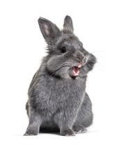 Why Does My Rabbit Bite Me?