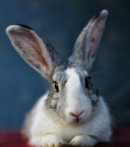 Do rabbits feel pain when they are put to sleep?