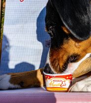 How much fat do dogs actually need in their diet?