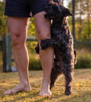 5 ways to stop your dog humping