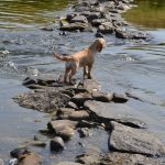 Dog looking at stones in river