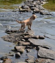 Why does my dog eat stones?