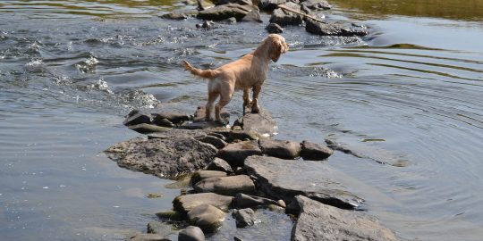 Dog looking at stones in river