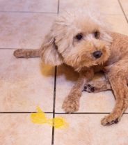 Why is my dog’s vomit yellow?