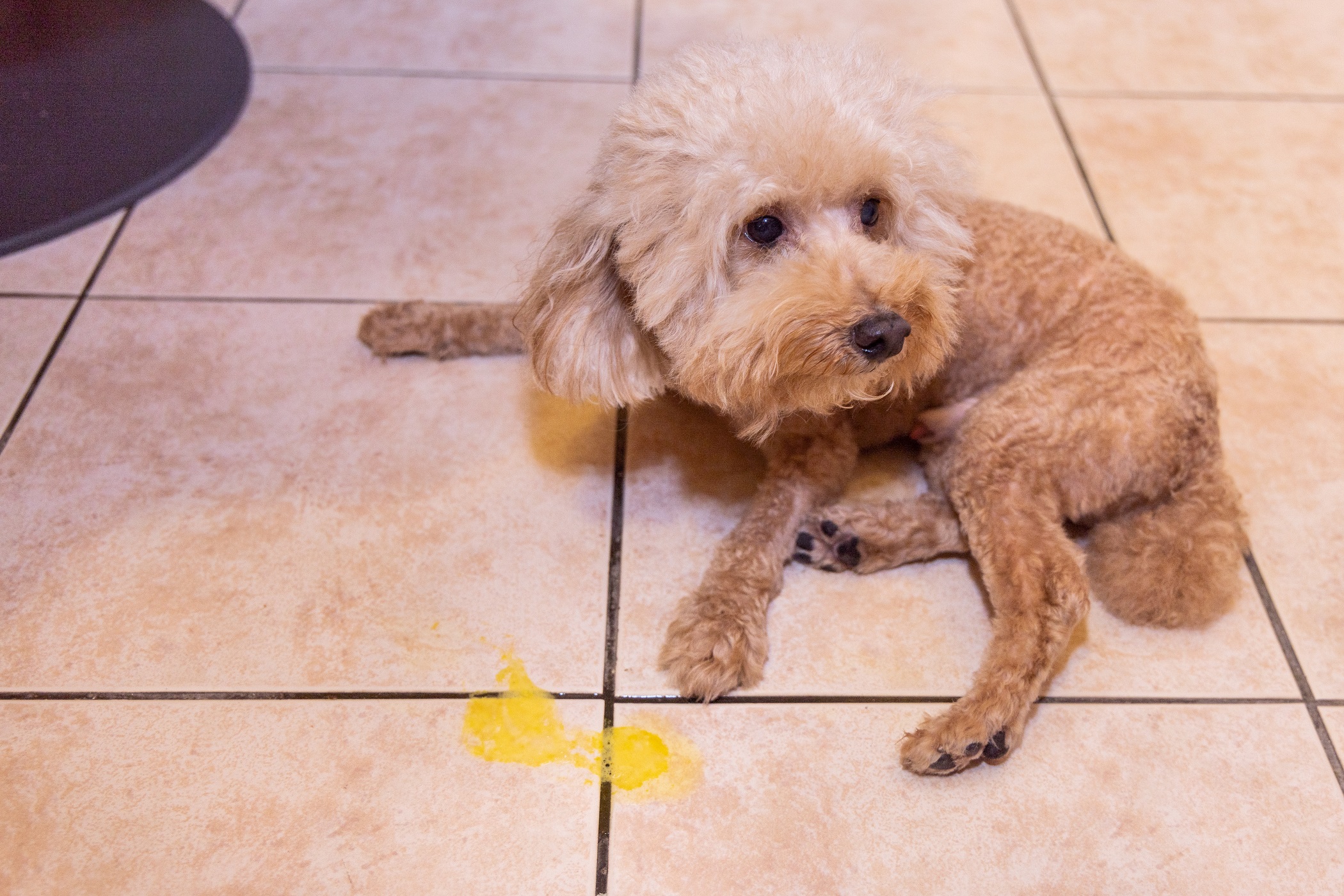 Dog with puddle of yellow vomit