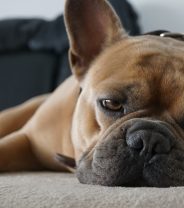 Do dogs get sleep apnoea?