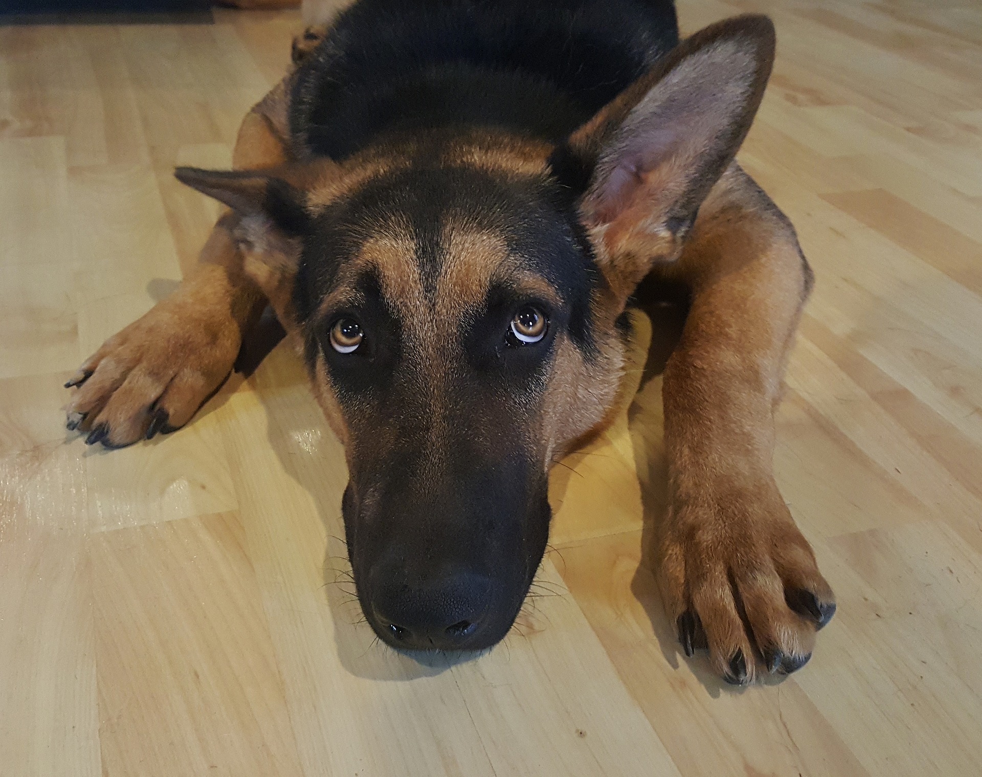 Anxious German Shepherd Dog