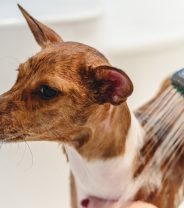 How to become a dog groomer