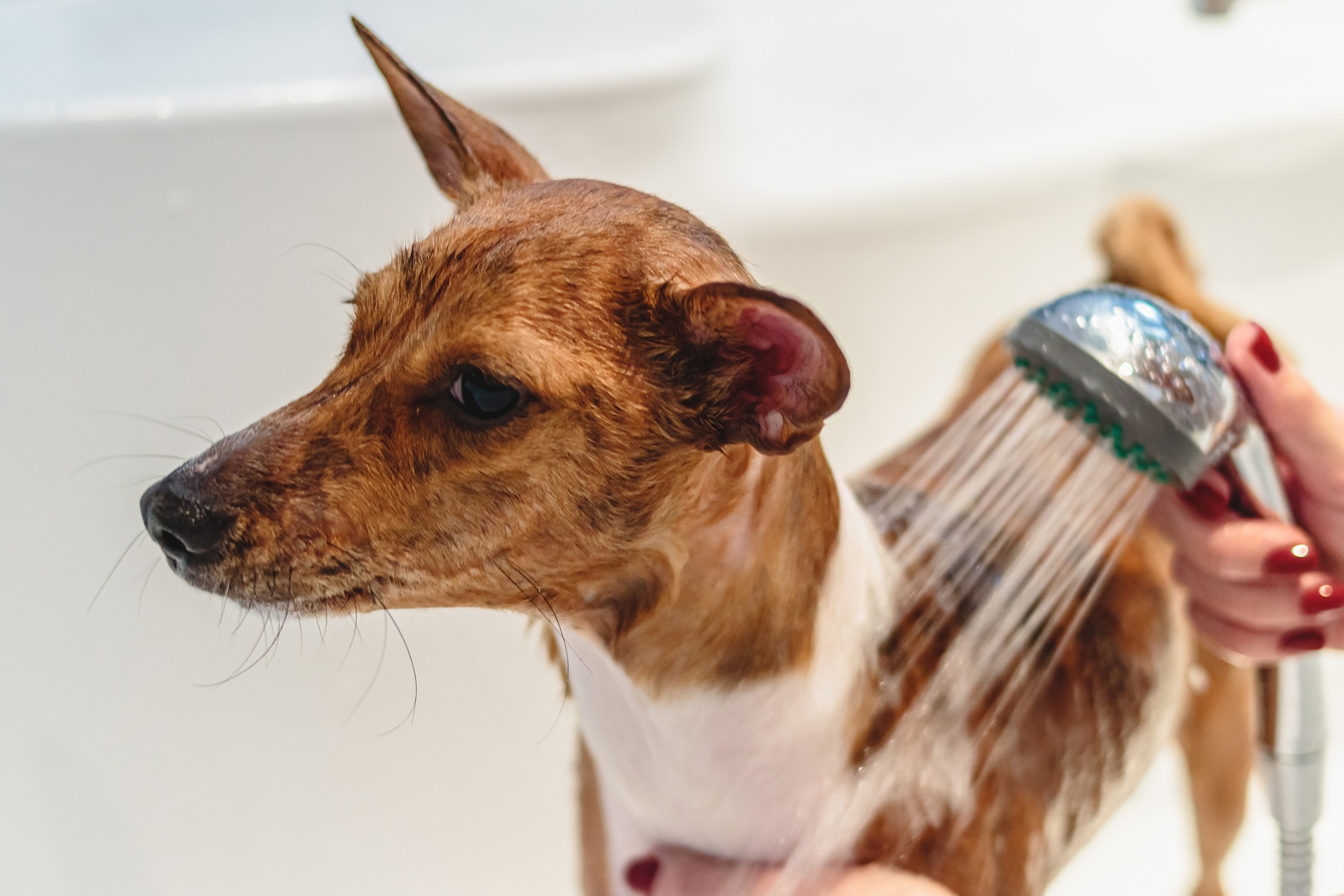 How to a dog groomer Vet Help Direct