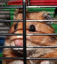 How much space does a hamster actually need?