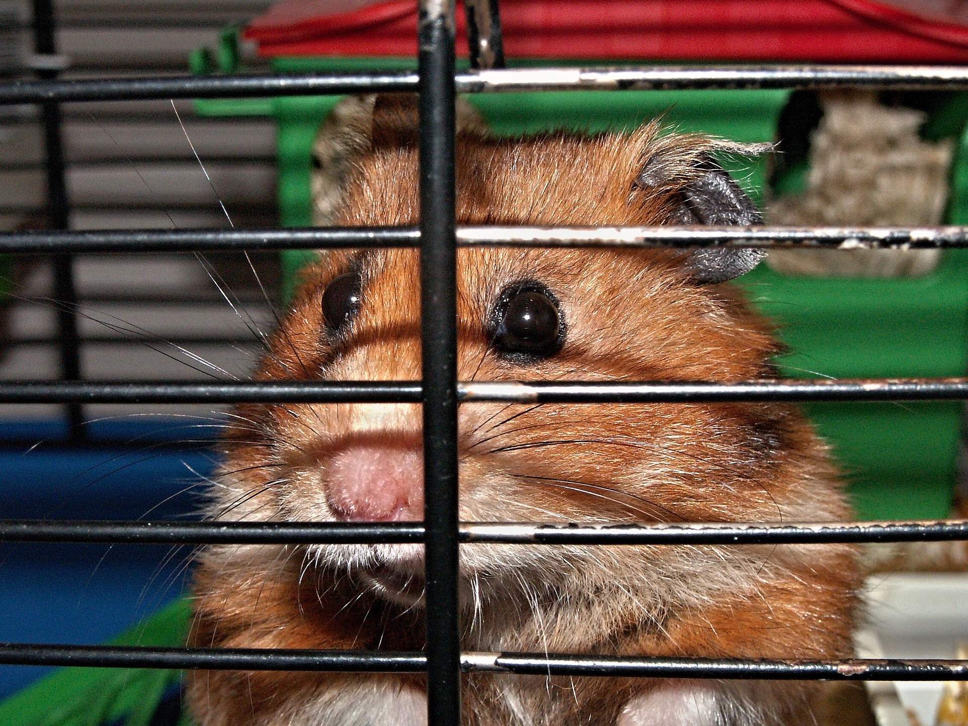 How can i get my outlet hamster to stop biting the cage