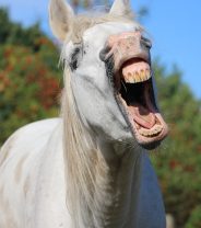 Why does my horse keep yawning?