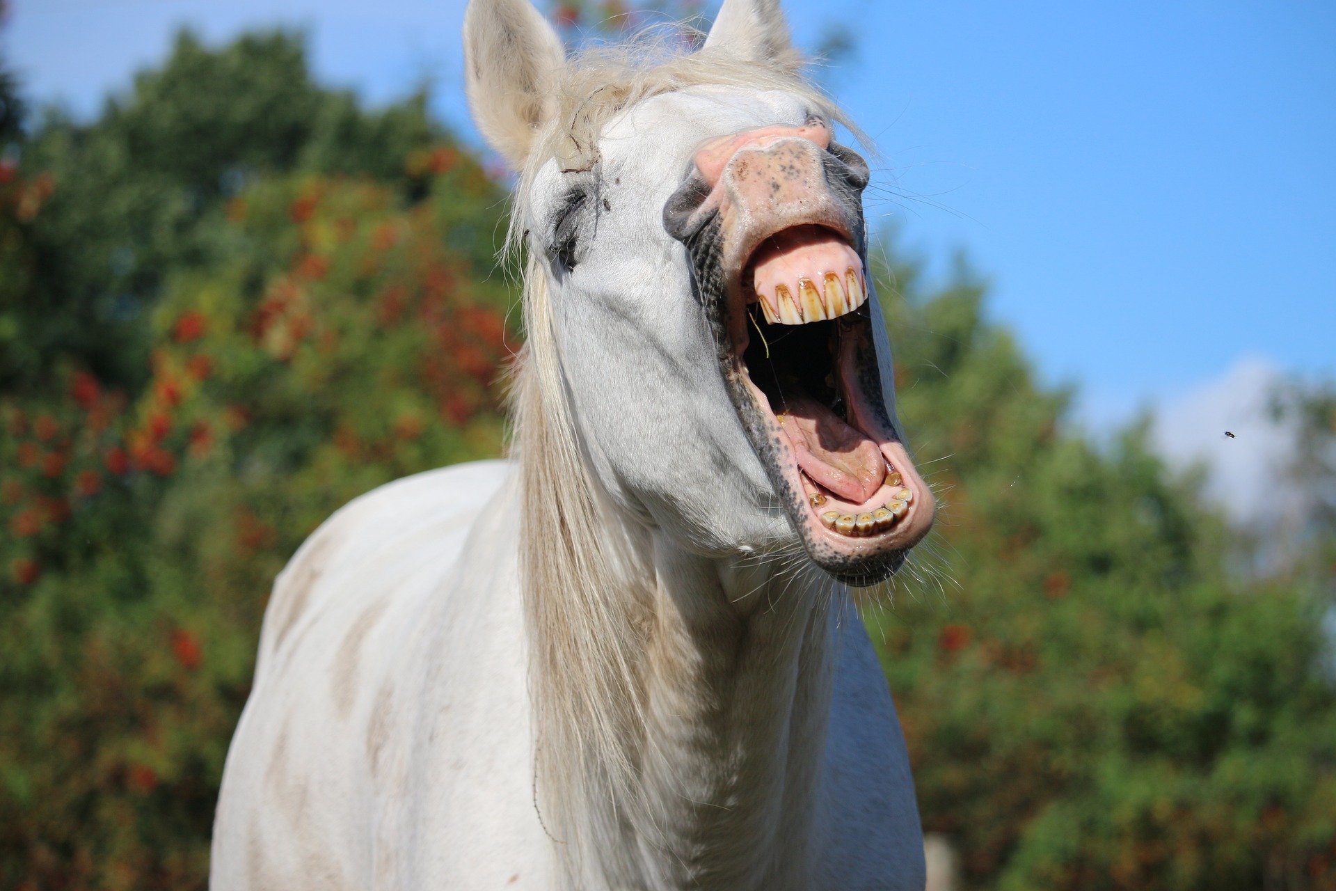 why-does-my-horse-keep-yawning-vet-help-direct