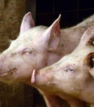 Is Ventilation Shutdown a cruel way for farm animals to die?