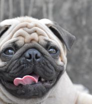What Breed of Dog Has the Most Genetic Problems?