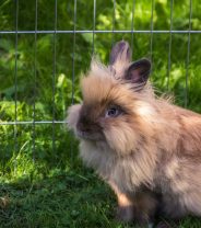 What breed of rabbit is the healthiest?