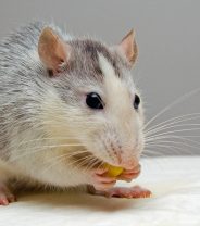 What makes a good diet for a pet rat?