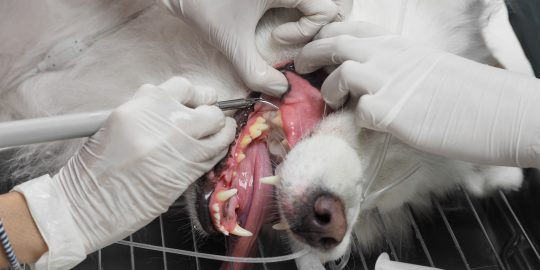 Dog having dental procedure in vets