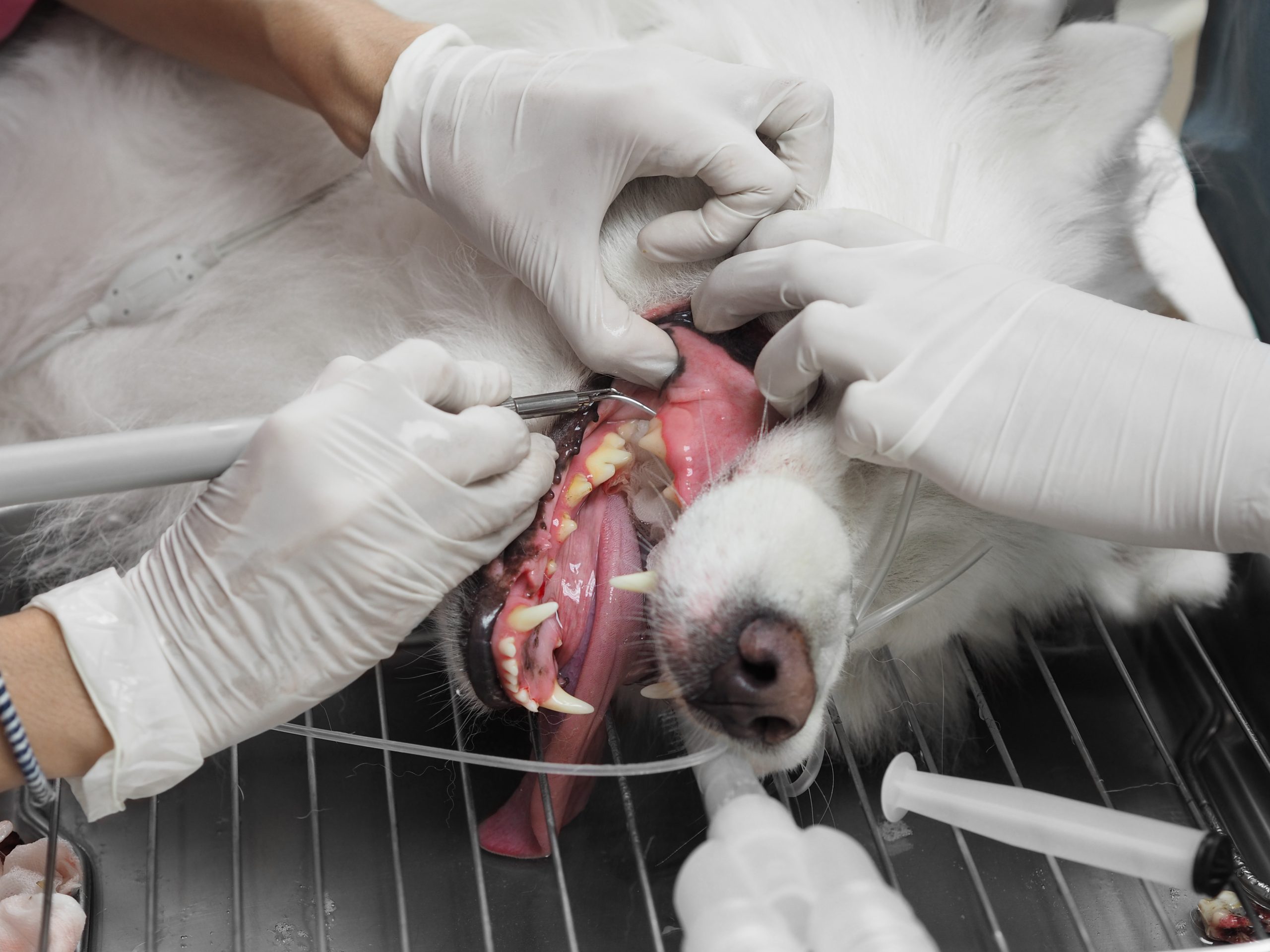 can a dog have an x ray without anaesthetic