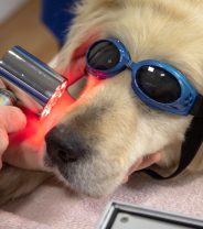 Does laser therapy speed up healing in dogs?