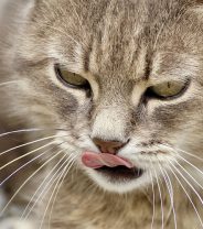 Why Does My Cat Vomit Bile?