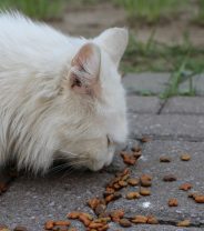 Are carbohydrates just empty fillers in cat food?