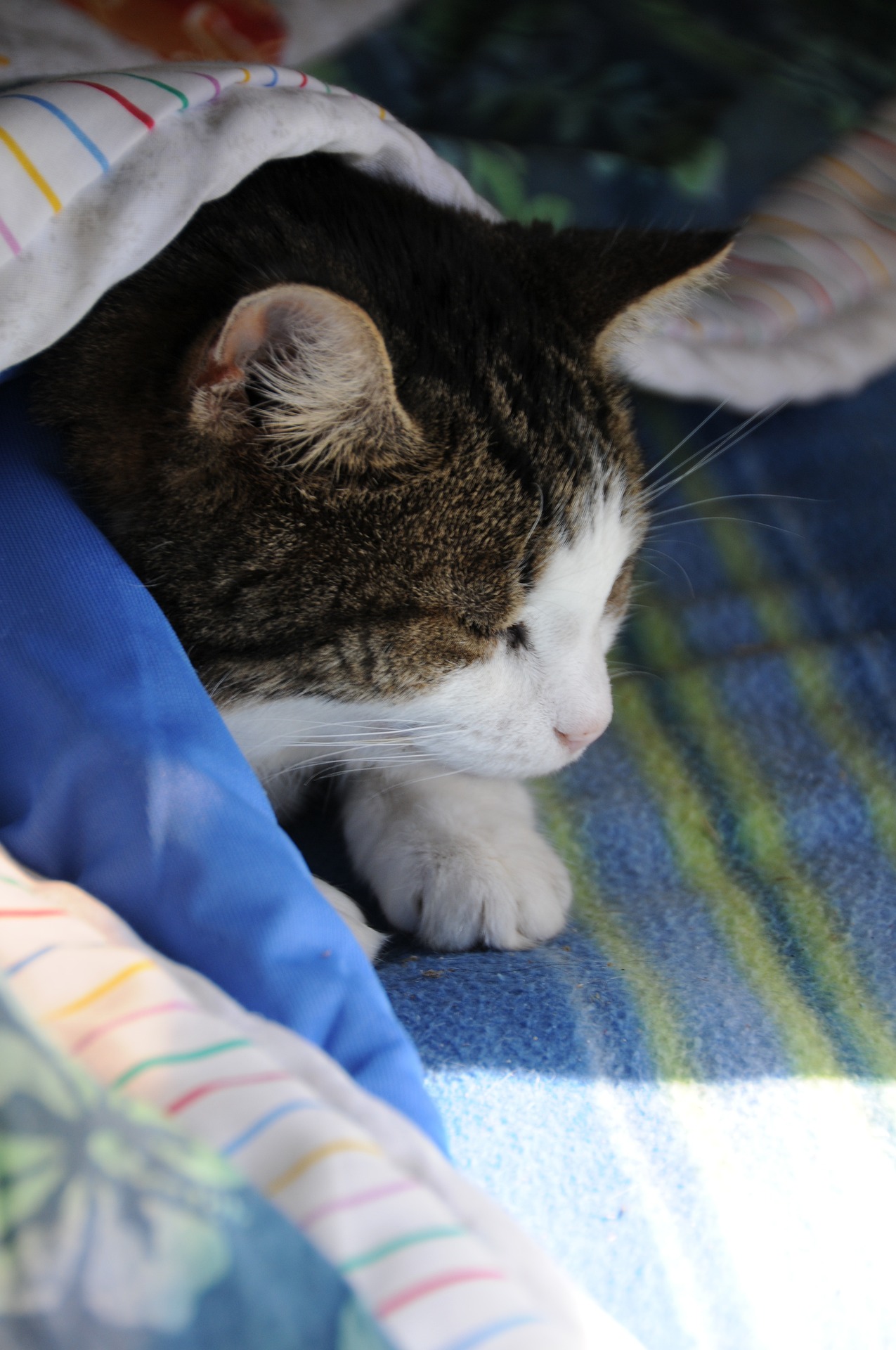 Keeping your cat warm when the house is cold Vet Help Direct