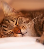 Is sedation before euthanasia right for cats?