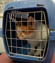 Is it cheaper to go abroad for vet care?