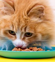 Why do cats need animal proteins?