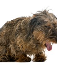 What is tracheal collapse, and what dogs are at risk?