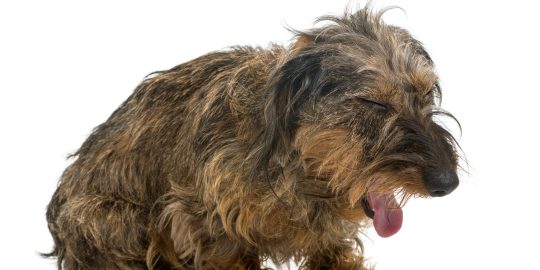 Dog coughing