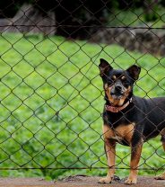 5 Top Tips for getting accepted by a dog rehoming centre