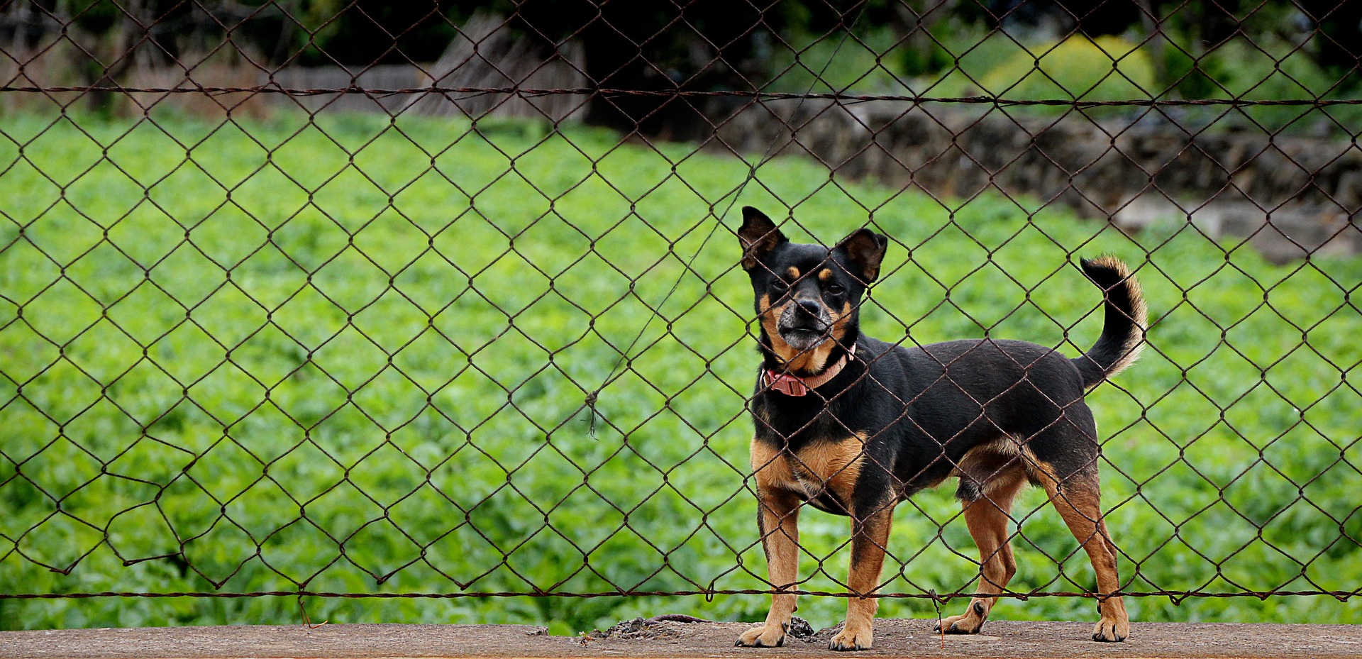Dog looking out through wire fencing