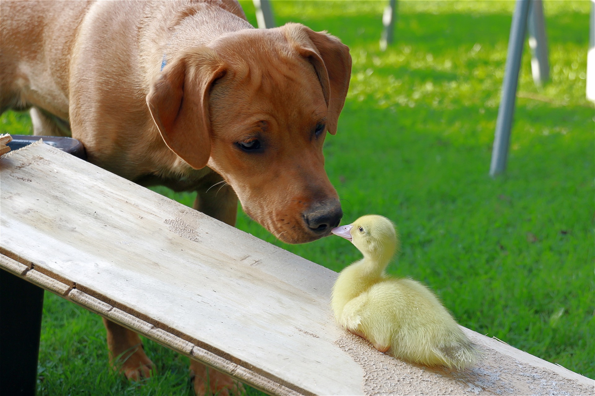 Dog sniffing duckling