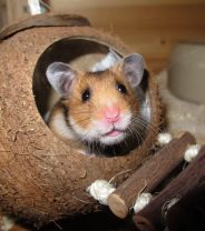 Is there pet insurance for hamsters and gerbils?
