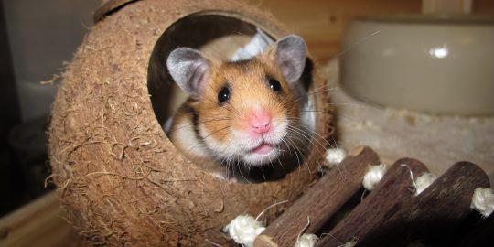 Hamster in coconut bed