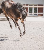 Is protein heating in horse feed?