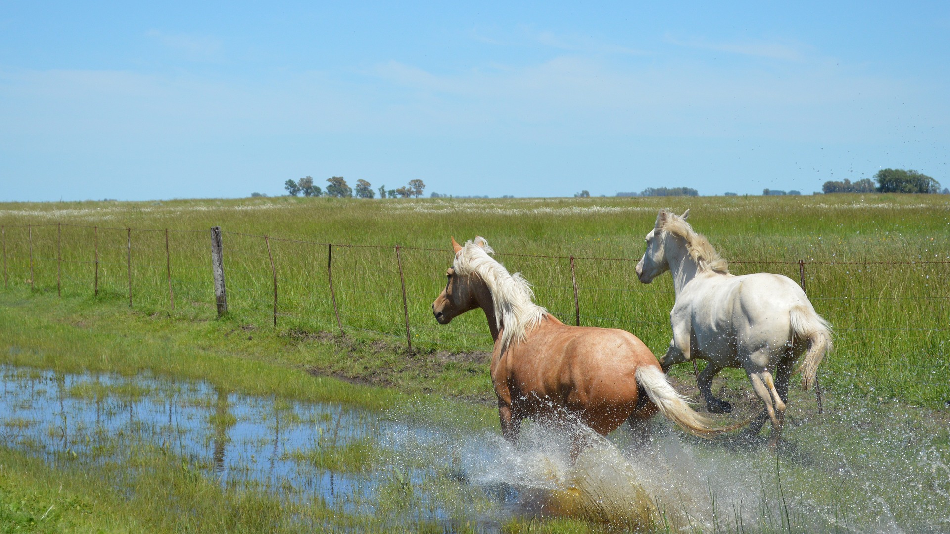 Pet Insurance For Horses