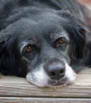 How to manage dementia in older dogs