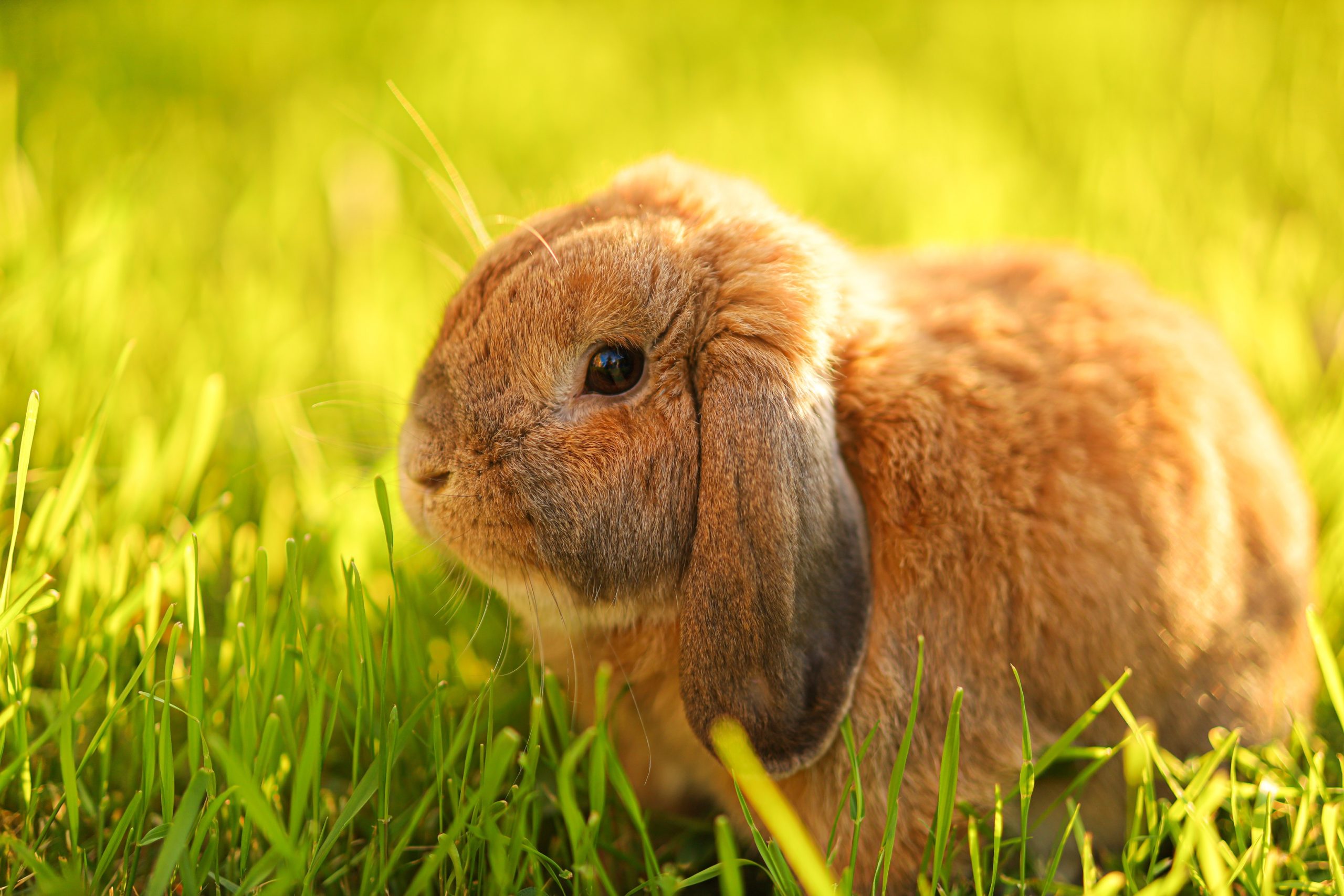 Female rabbit making grunting sales noises