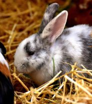 Can a rabbit live with guinea pigs?