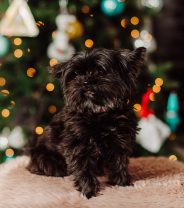 What does a dog REALLY want for Christmas?